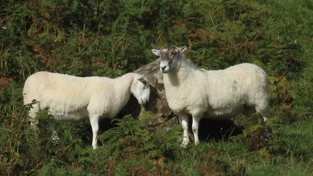 Two head butting Sheep on the Isle of Mull, Scotland, UK.