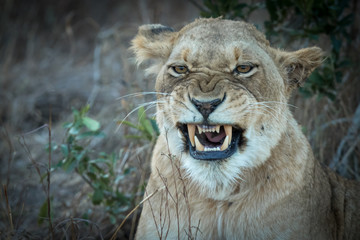 Close up portrait of adult lioness yawning.