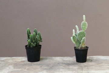 Two mini cactus in the black small pot on the wooden floor and brown background. It is a succulent plant with a thick, fleshy stem that typically bears spines, lacks leaves.