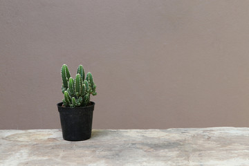 Mini cactus in the black small pot on the wooden floor and brown background. It is a succulent plant with a thick, fleshy stem that typically bears spines, lacks leaves.