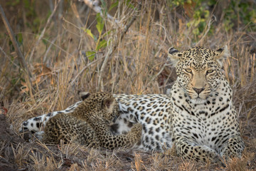 Female leopard with tiny cub suckling while staring straight at camera.
