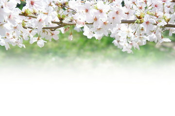 桜と新緑（ホワイトスペースのある背景）
