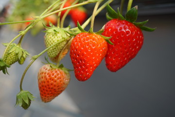 Shizuoka,Japan-December 20, 2018: Closeup of Strawberries and its flowers in December. Their variety name or breed name is Beni-Hoppe, which means rouged cheek in Japanese.