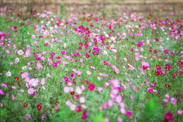 Close-up background of a flower (field of flowers Cosmos), nature wallpaper with breeze blowing, and partially blurred grass, surrounded by green nature