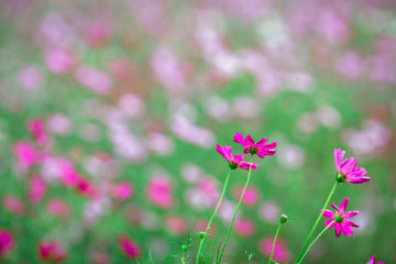 Obraz na płótnie Canvas Close-up background of a flower (field of flowers Cosmos), nature wallpaper with breeze blowing, and partially blurred grass, surrounded by green nature