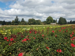 Fototapeta na wymiar large field of beautiful colorful dahlia flowers