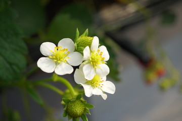 Shizuoka,Japan-December 20, 2018: Closeup of Strawberries and its flowers in December. Their variety name or breed name is Beni-Hoppe, which means rouged cheek in Japanese.