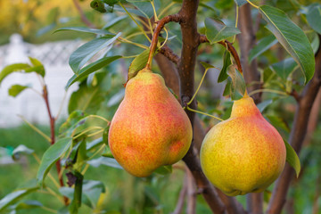 Ripe organic cultivar pears in the summer garden with a fence in the background. Closeup, selective focus