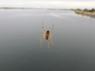 spider on a web