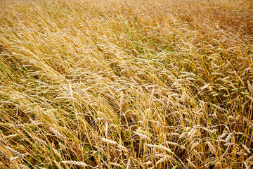 Spikelets in the field, cereal fields.