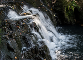 Assam culture and wildlife