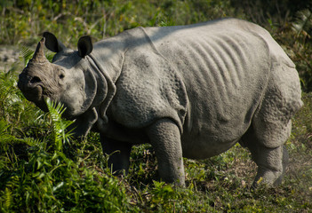 Obraz premium Assam culture and wildlife