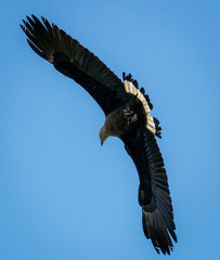 Assam culture and wildlife