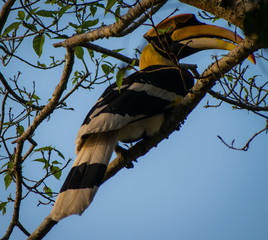 Assam culture and wildlife