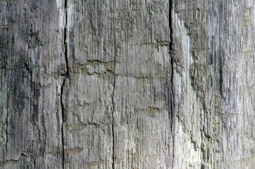 The wooden background of a large tree trunk, naturally aged. Contrast texture. The photo was taken in natural light