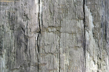 The wooden background of a large tree trunk, naturally aged. Contrast texture. The photo was taken in natural light