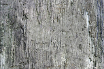 The wooden background of a large tree trunk, naturally aged. Contrast texture. The photo was taken in natural light