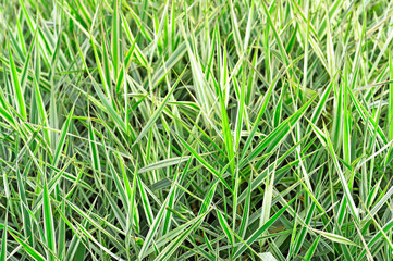 Perennial plant with white edges leaf Twitcher, Canary. Background, organic texture