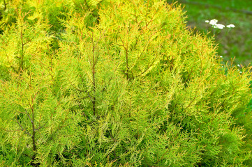Textured background in the form of a coniferous Bush thuja close-up. A common element of landscape...