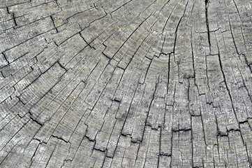 Wooden background of cross-cut old tree trunk cracked by time. Organic texture