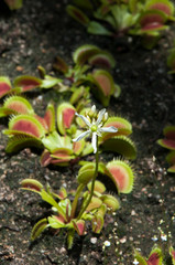 Sydney Australia,  Venus flytrap plant with white flower