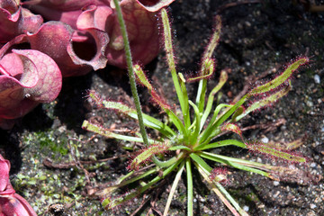 Sydney Australia, sundew plant with sticky mucilage to  catch insects