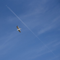 seagull flying in the blue sky