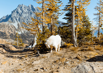 mountain goat in a fall forest
