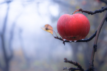 red apple in tree