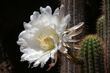 Sydney Australia, large white flower of an organ pipe cactus