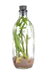 orchid in bottle