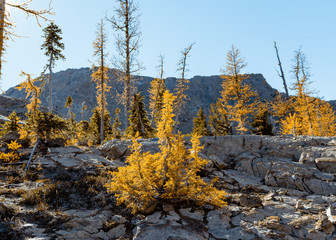 autumn shrub  in the forest