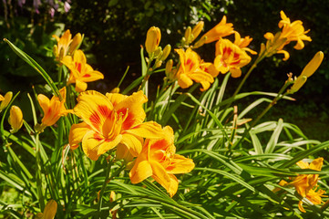 yellow flowers in the garden