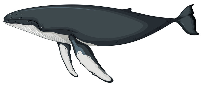 A whale character on white background