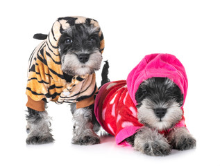 puppies miniature schnauzer