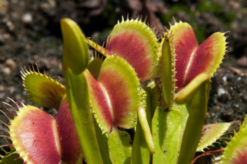 Sydney Australia, open leaves of Venus flytrap in garden bed 