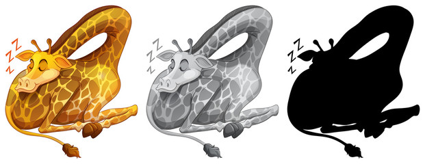 Set of giraffe sleeping