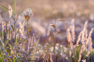 Summer meadow during sunset