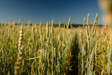 Obraz premium Wheat field and countryside scenery