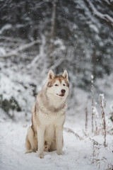 Profile Portrait of beautiful, serious and free Siberian Husky dog sitting on the snow in the dark forest in winter