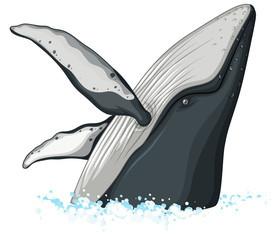 Half body of humpback whale © GraphicsRF