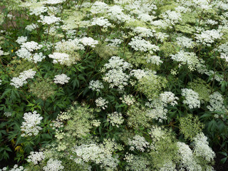 トウキ　薬用植物
