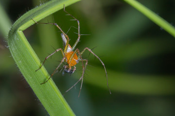 male lynx spider feeding on small insect while hanging on its web