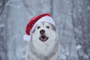 Close-up Portrait of happy and funny Siberian Husky dog wearing santa claus hat in the winter forest on snow background
