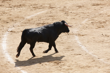 Fighting bull in the arena. Bullring. Toro bravo. Spain