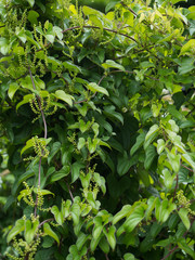 ナガイモ　薬用植物