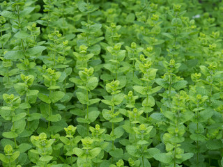 マルバハッカ