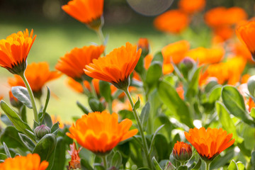 Spring flowers standing on branch