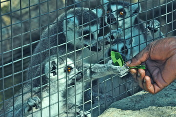Fototapeta premium Feeding Lemurs