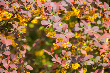 Spring flowers standing on branch